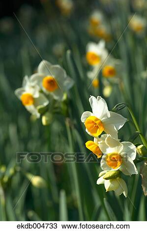 Narcissus View Large Photo Image Stock Image - Narcissus. Fotosearch