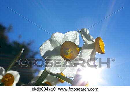 Narcissus View Large Photo Image Stock Image - Narcissus. Fotosearch