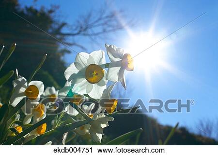 Narcissus View Large Photo Image Stock Image - Narcissus. Fotosearch