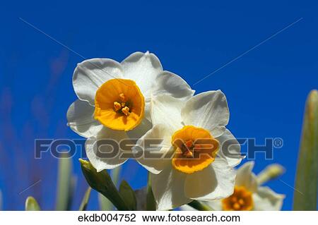 Narcissus View Large Photo Image Stock Image - Narcissus. Fotosearch