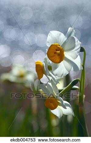 Narcissus View Large Photo Image Stock Image - Narcissus. Fotosearch