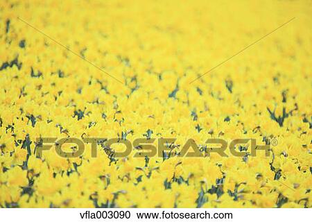 Narcissus View Large Photo Image Stock Image - Narcissus. Fotosearch
