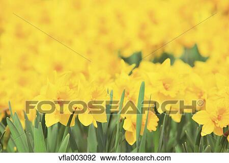 Narcissus View Large Photo Image Stock Image - Narcissus. Fotosearch