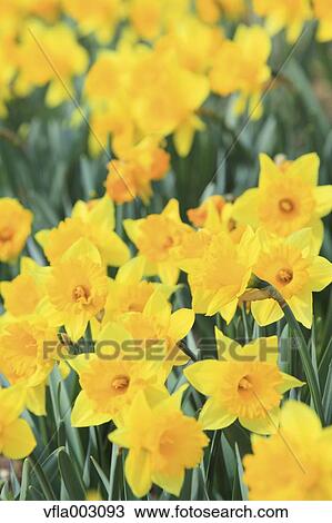 Narcissus View Large Photo Image Stock Image - Narcissus. Fotosearch