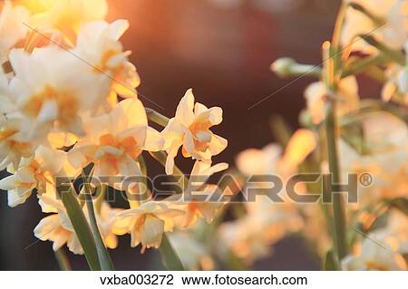 Narcissus View Large Photo Image Stock Image - Narcissus. Fotosearch