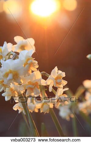 Narcissus View Large Photo Image Stock Image - Narcissus. Fotosearch