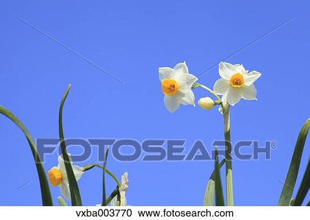 Narcissus View Large Photo Image Stock Image - Narcissus. Fotosearch