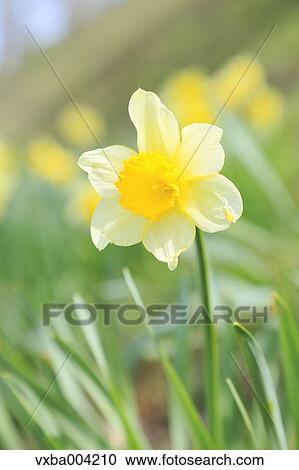 Narcissus View Large Photo Image Stock Image - Narcissus. Fotosearch