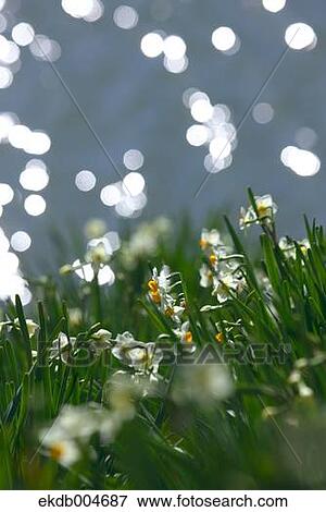 Narcissus View Large Photo Image Stock Photo - Narcissus. Fotosearch