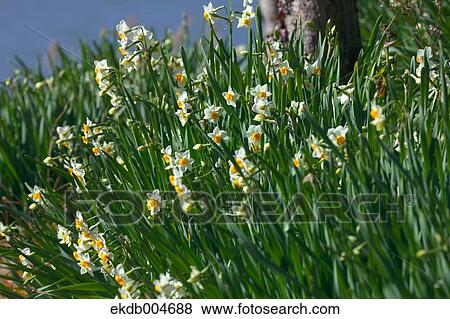 Narcissus View Large Photo Image Stock Photo - Narcissus. Fotosearch