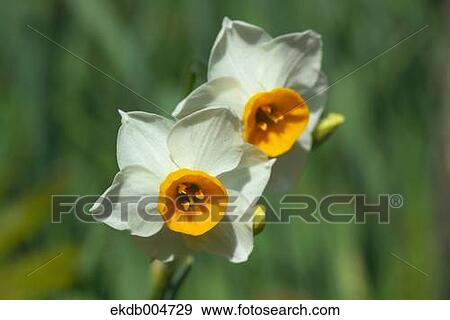 Narcissus View Large Photo Image Stock Photo - Narcissus. Fotosearch