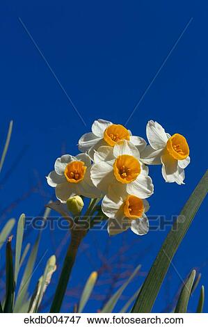 Narcissus View Large Photo Image Stock Photo - Narcissus. Fotosearch