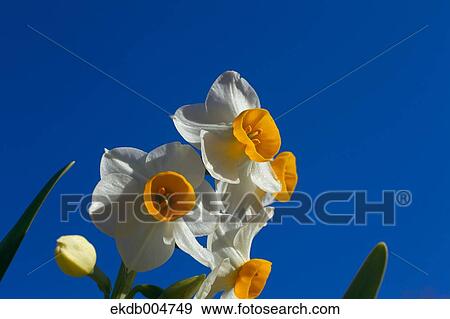 Narcissus View Large Photo Image Stock Photo - Narcissus. Fotosearch
