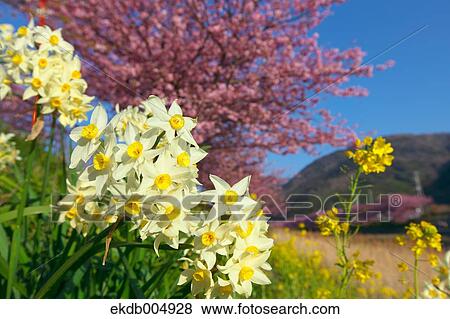 Narcissus View Large Photo Image Stock Photo - Narcissus. Fotosearch
