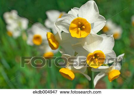 Narcissus View Large Photo Image Stock Photo - Narcissus. Fotosearch