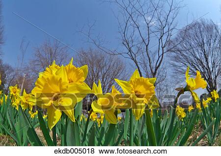 Narcissus View Large Photo Image Stock Photo - Narcissus. Fotosearch