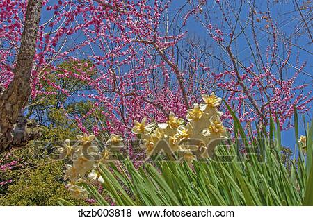 Stock Photo - Narcissus. Fotosearch