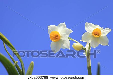 Narcissus View Large Photo Image Stock Photo - Narcissus. Fotosearch