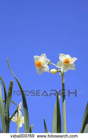Narcissus View Large Photo Image Stock Photo - Narcissus. Fotosearch