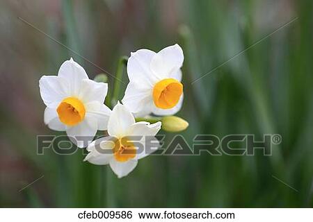 Narcissus View Large Photo Image Stock Photograph - Narcissus. Fotosearch