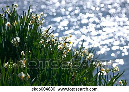 Narcissus View Large Photo Image Stock Photograph - Narcissus. Fotosearch