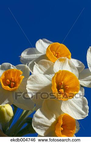 Narcissus View Large Photo Image Stock Photograph - Narcissus. Fotosearch