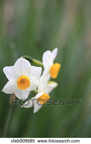 Narcissus View Large Photo Image Stock Photography - Narcissus. Fotosearch
