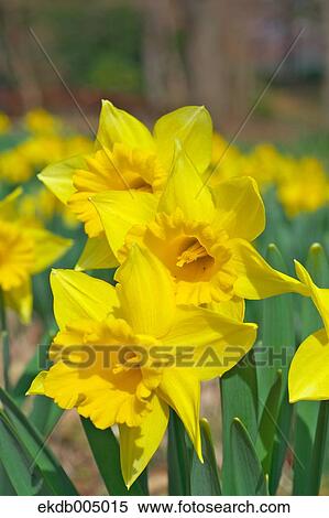 Narcissus View Large Photo Image Stock Photography - Narcissus. Fotosearch