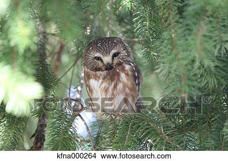 Picture - Northern Saw-Whet Owl. Fotosearch