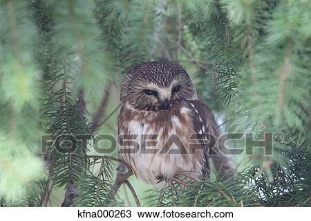 Northern Saw-Whet Owl View Large Photo Image Stock Image - Northern Saw-Whet Owl. Fotosearch