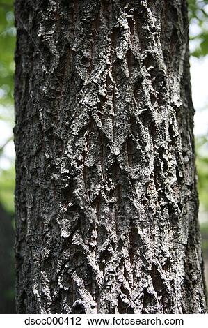 Stock Image - Oak Bark. Fotosearch