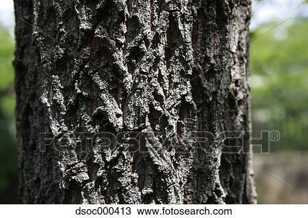 Oak Bark View Large Photo Image Stock Image - Oak Bark. Fotosearch