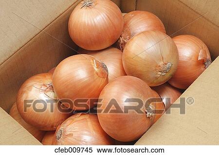 Onions View Large Photo Image Stock Photography - Onions. Fotosearch