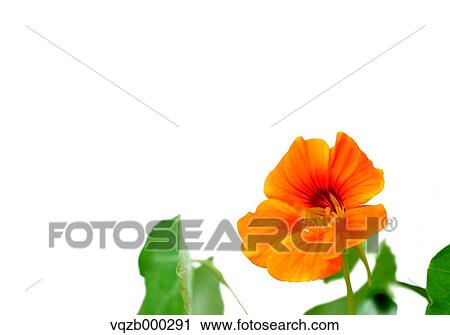 Stock Image - Orange flower. Fotosearch