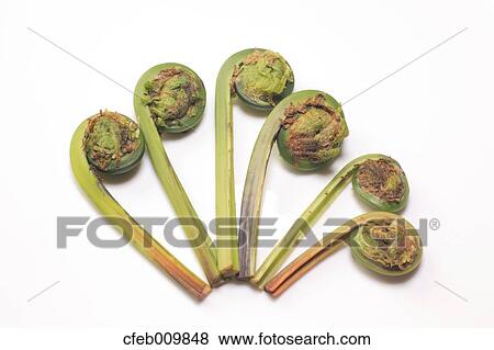 Stock Photo - Ostrich Fern. Fotosearch