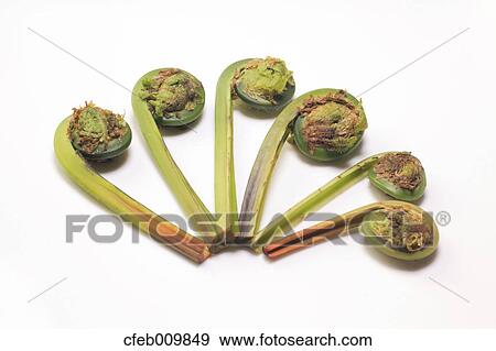 Ostrich Fern View Large Photo Image Stock Photo - Ostrich Fern. Fotosearch