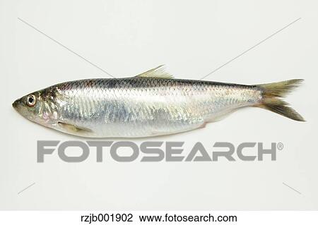 Pacific Herring View Large Photo Image Stock Image - Pacific Herring. Fotosearch