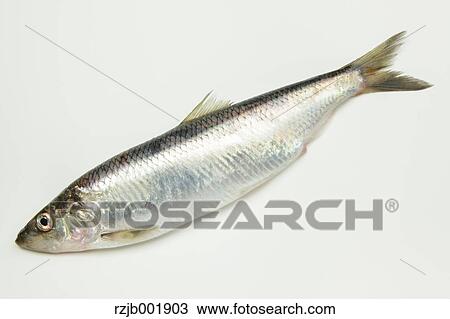 Pacific Herring View Large Photo Image Stock Image - Pacific Herring. Fotosearch