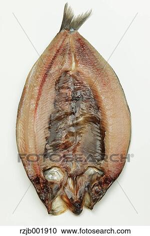 Pacific Herring View Large Photo Image Stock Image - Pacific Herring. Fotosearch