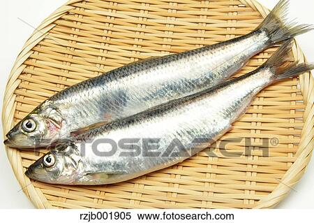 Pacific Herring View Large Photo Image Stock Photography - Pacific Herring. Fotosearch