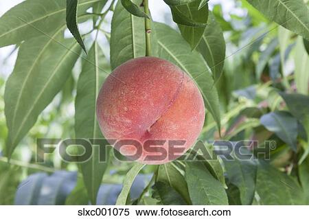 Peach View Large Photo Image Stock Photography - Peach. Fotosearch