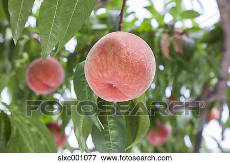 Peaches View Large Photo Image Stock Photo - Peaches. Fotosearch