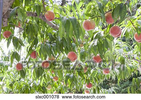 Peaches View Large Photo Image Stock Photo - Peaches. Fotosearch