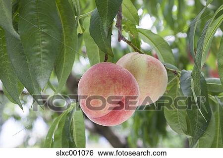 Peaches View Large Photo Image Stock Photograph - Peaches. Fotosearch