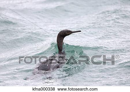 Pelagic Cormorant View Large Photo Image Stock Photo - Pelagic Cormorant. Fotosearch