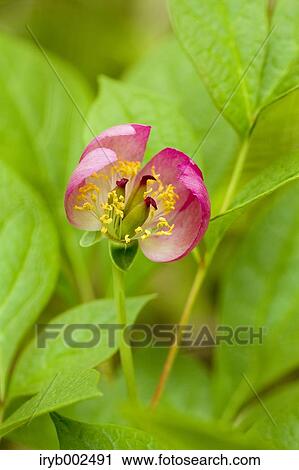 Peony View Large Photo Image Stock Image - Peony. Fotosearch