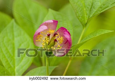 Peony View Large Photo Image Stock Image - Peony. Fotosearch