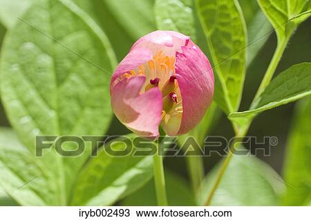 Peony View Large Photo Image Stock Image - Peony. Fotosearch