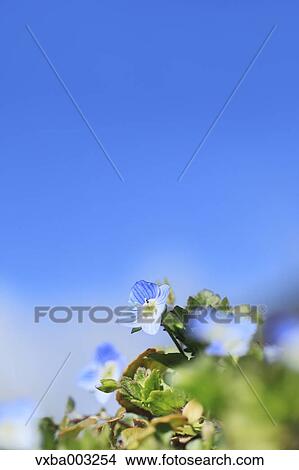 Persian Speedwell View Large Photo Image Picture - Persian Speedwell. Fotosearch