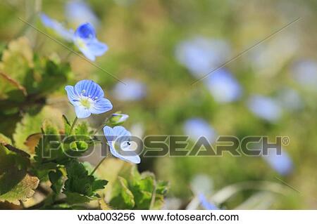 Persian Speedwell View Large Photo Image Stock Photograph - Persian Speedwell. Fotosearch
